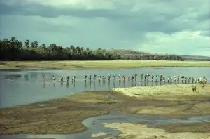 Safari in the Selous